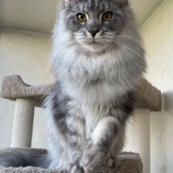Maine Coon AP Hillary