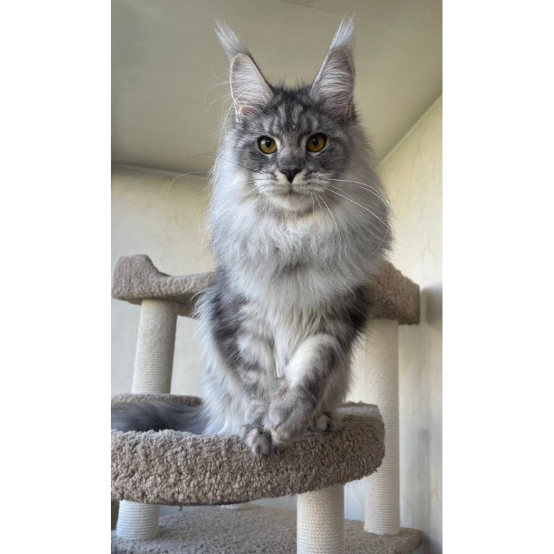 Maine Coon AP Hillary