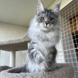 Maine Coon AP Hillary