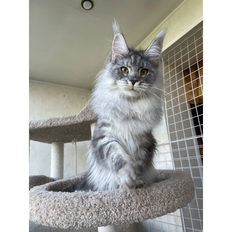 Maine Coon AP Hillary
