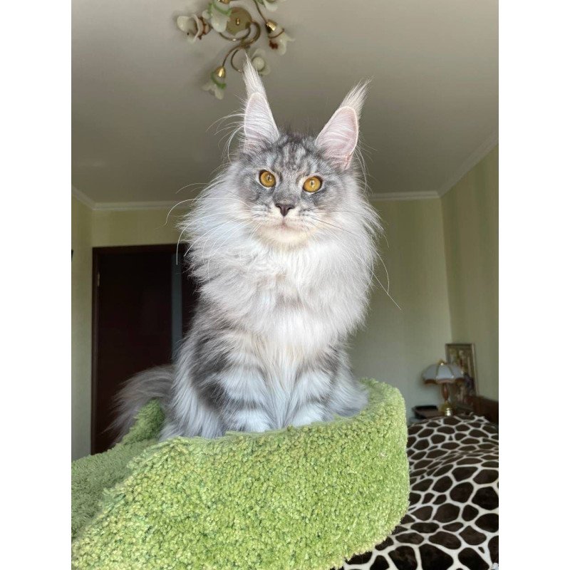 Maine Coon AP Hillary