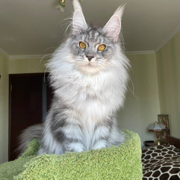 Maine Coon AP Hillary