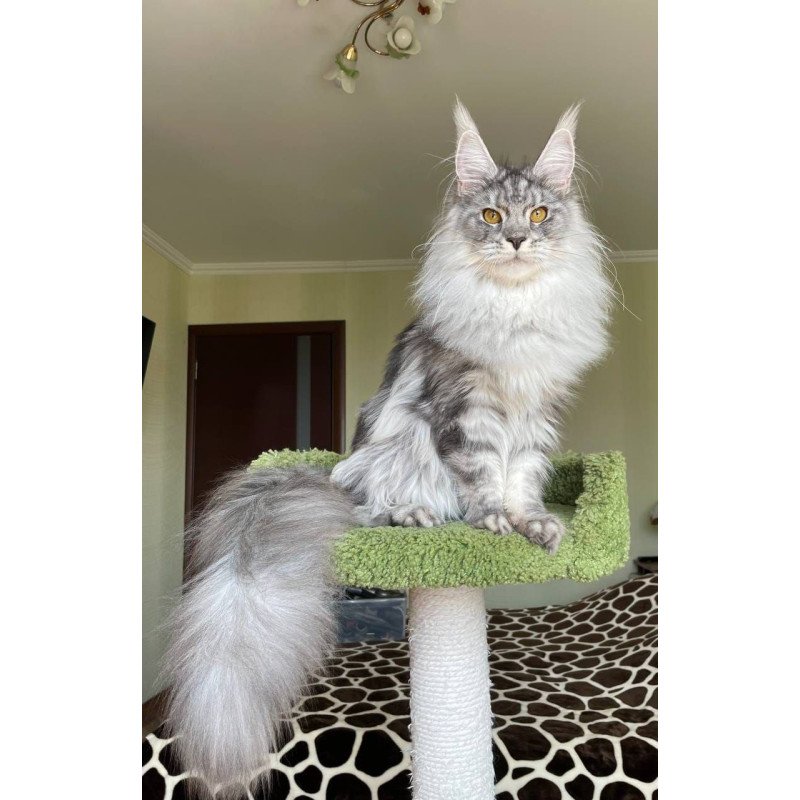 Maine Coon AP Hillary