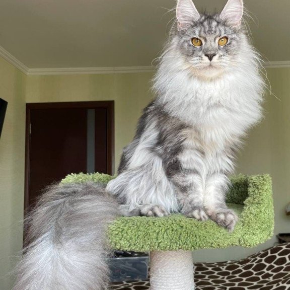 Maine Coon AP Hillary