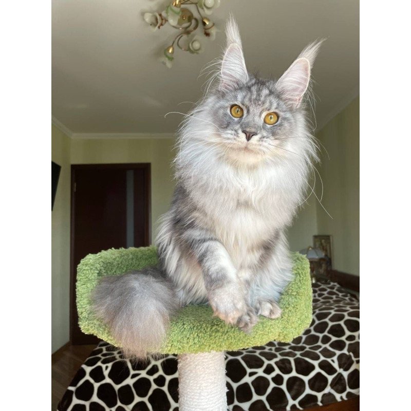 Maine Coon AP Hillary