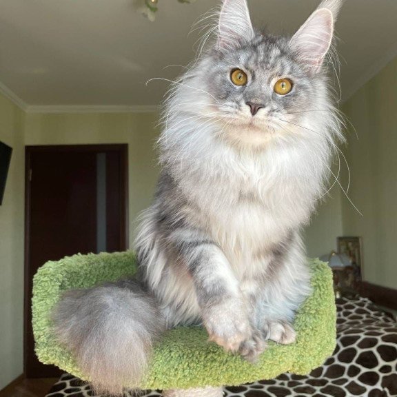 Maine Coon AP Hillary