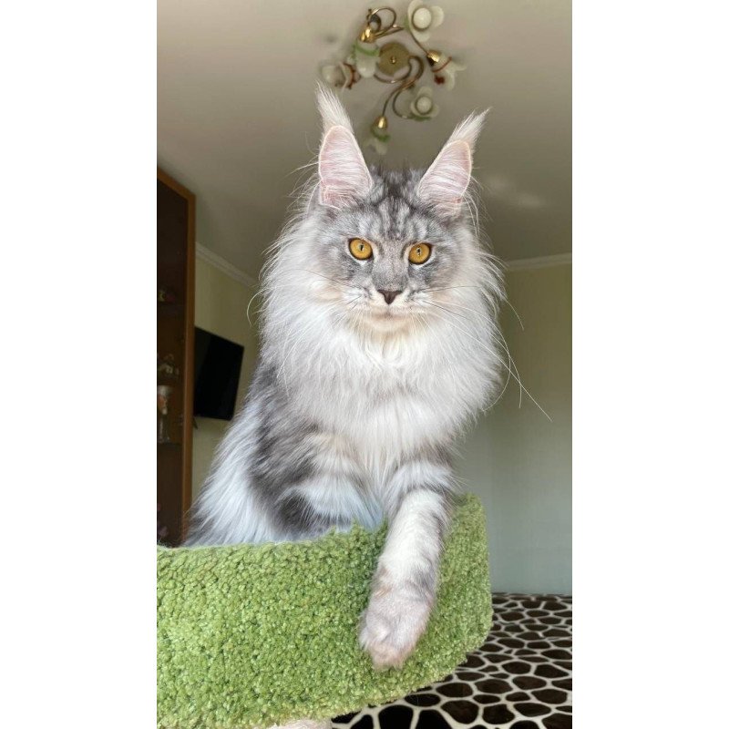 Maine Coon AP Hillary