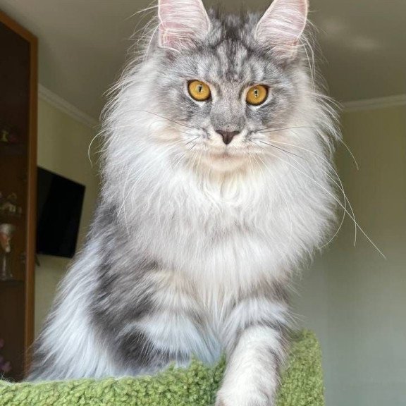 Maine Coon AP Hillary