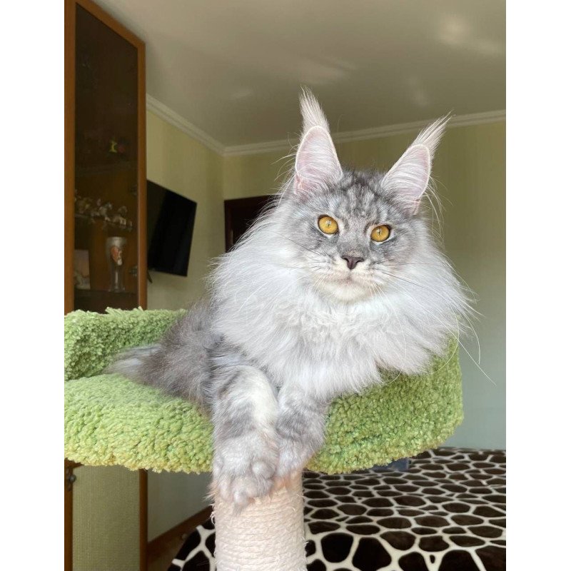 Maine Coon AP Hillary