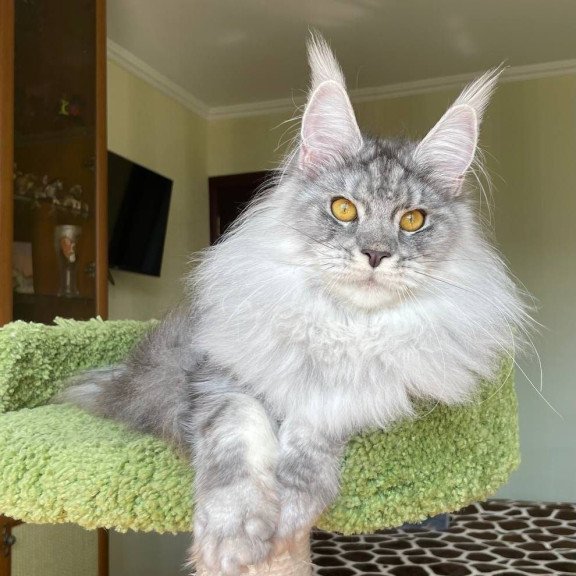 Maine Coon AP Hillary