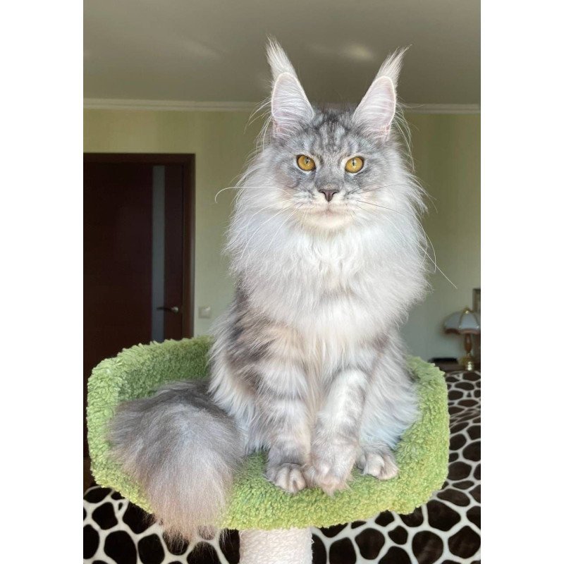 Maine Coon AP Hillary