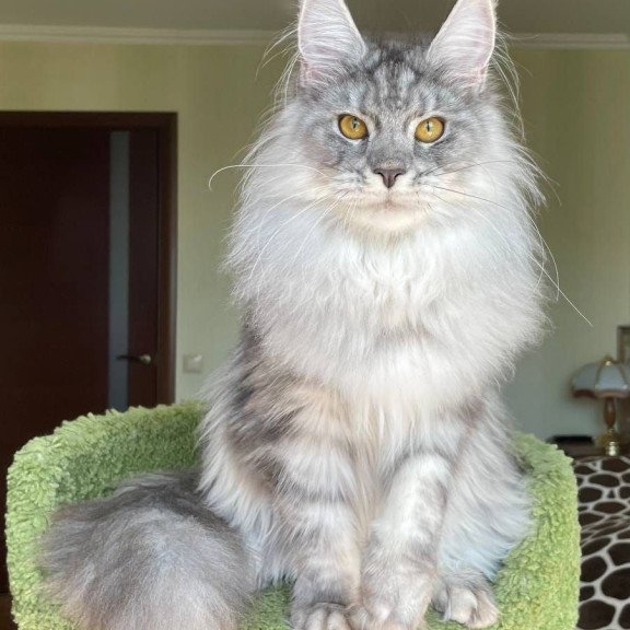 Maine Coon AP Hillary