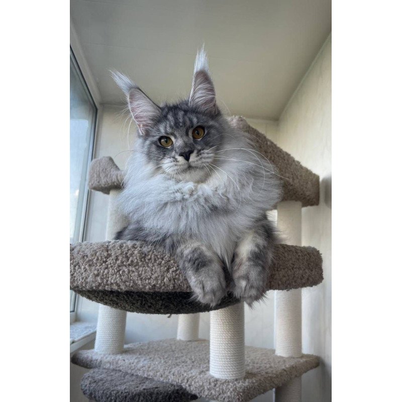 Maine Coon AP Hillary