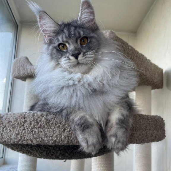 Maine Coon AP Hillary