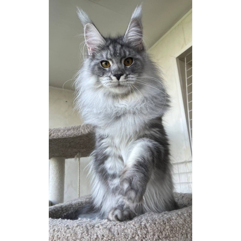 Maine Coon AP Hillary