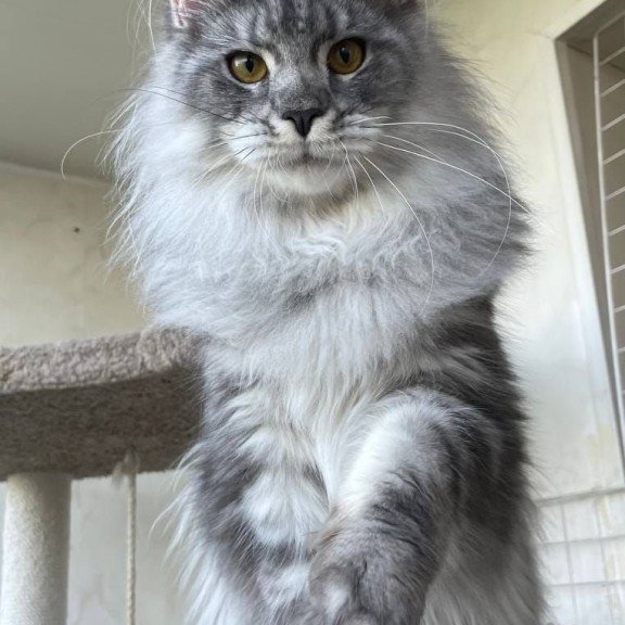 Maine Coon AP Hillary