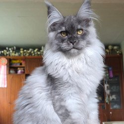 Maine Coon AP Elvis