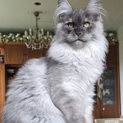 Maine Coon AP Elvis