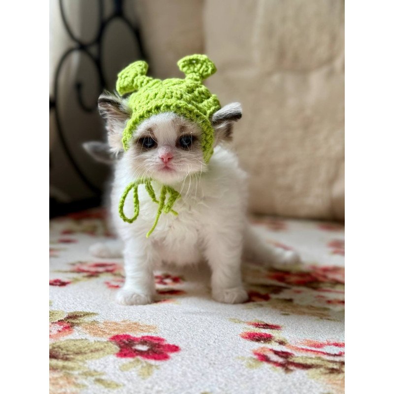 Ragdoll Miller