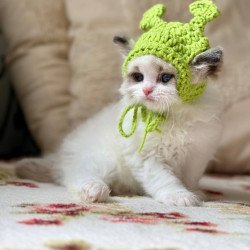 Ragdoll Miller