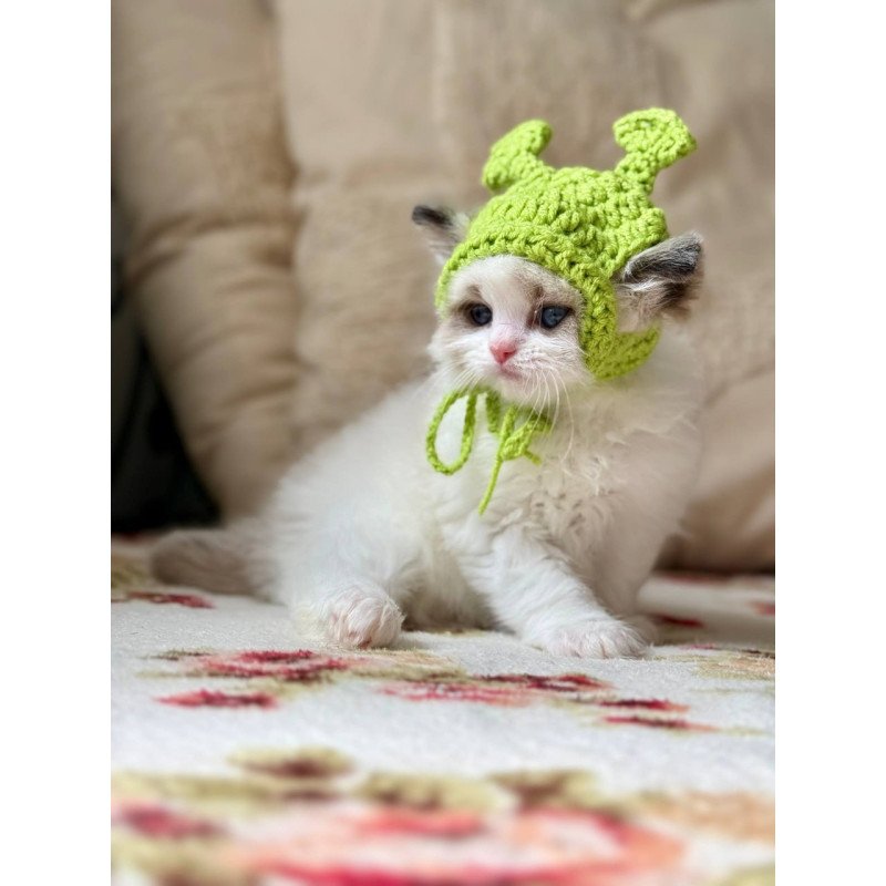 Ragdoll Miller