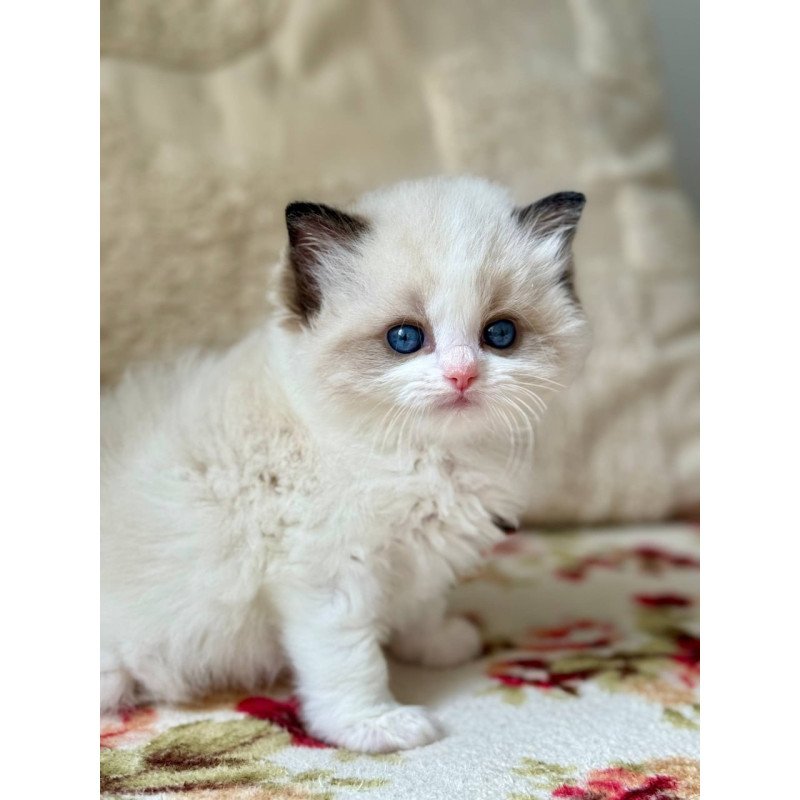 Ragdoll Miller