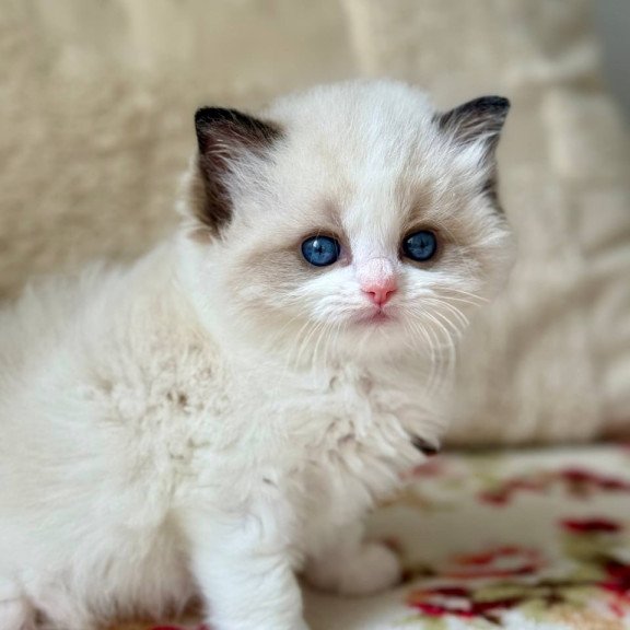 Ragdoll Miller