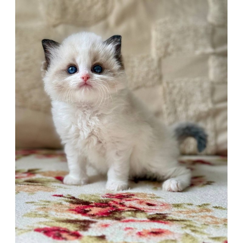 Ragdoll Miller