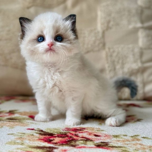 Ragdoll Miller