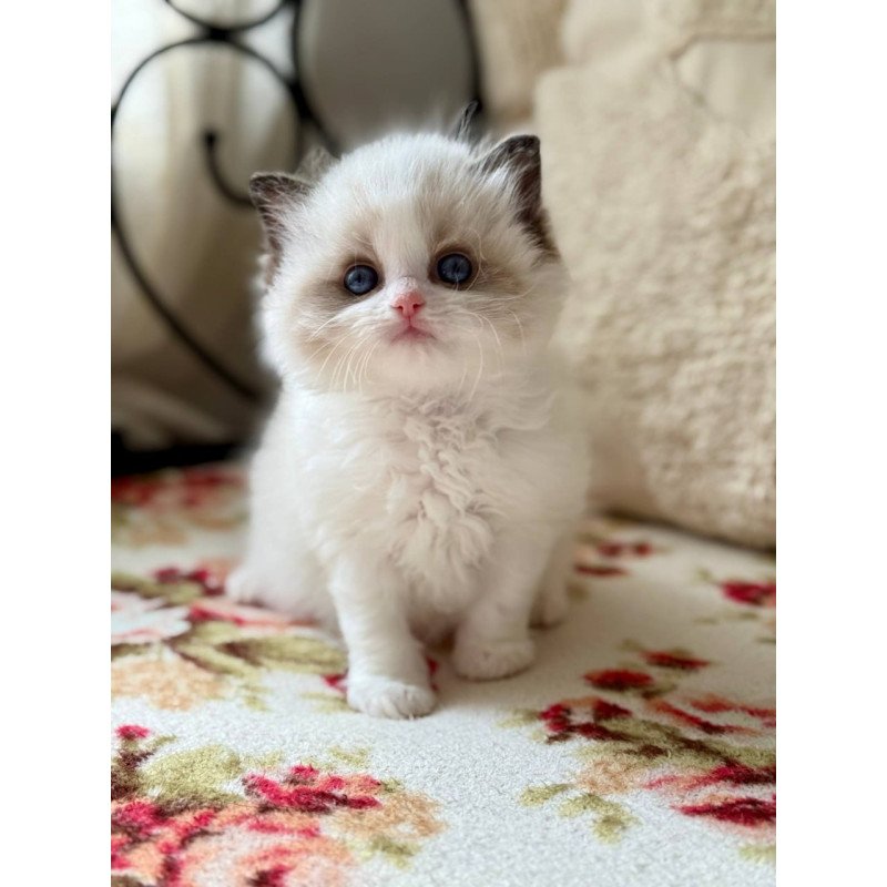 Ragdoll Miller