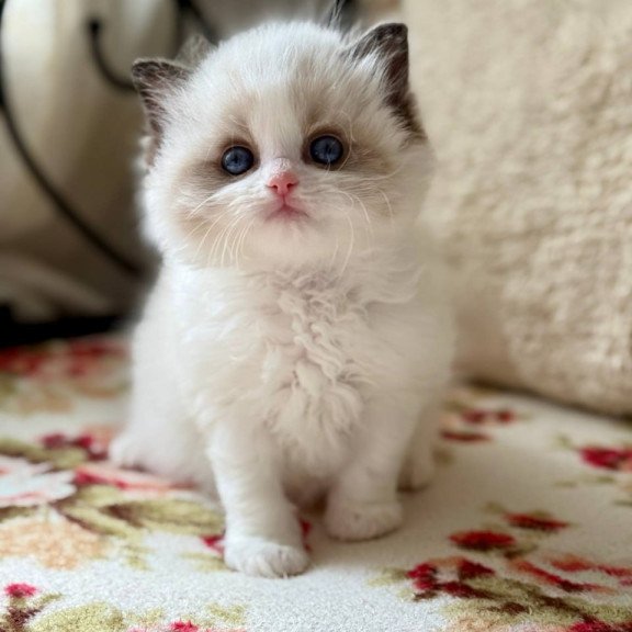 Ragdoll Miller