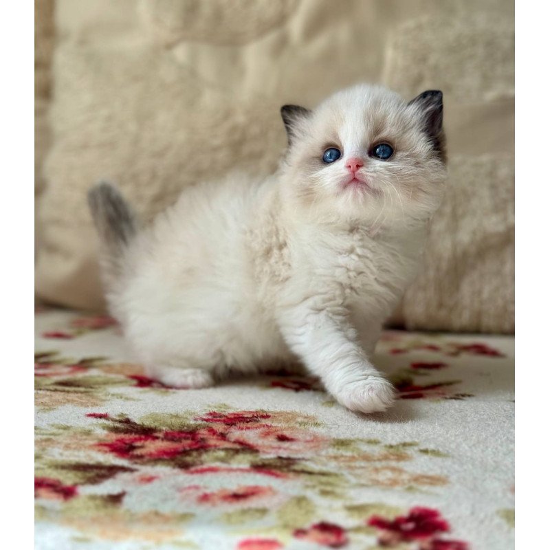 Ragdoll Miller