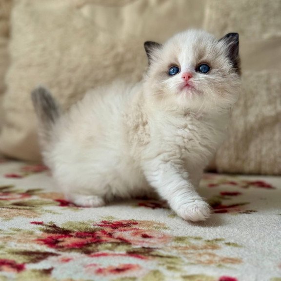 Ragdoll Miller