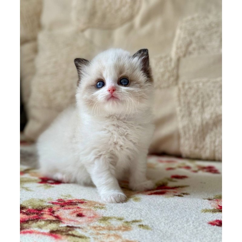 Ragdoll Miller