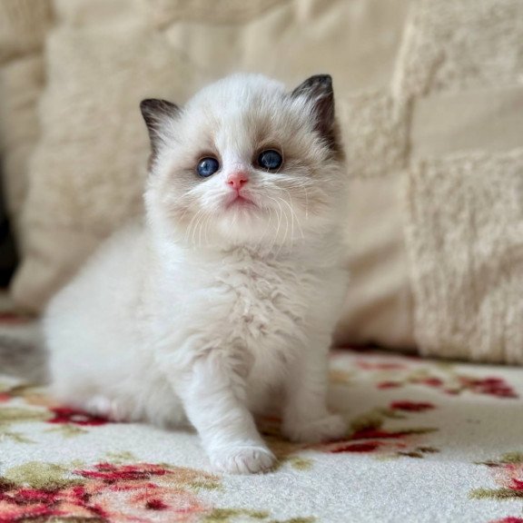 Ragdoll Miller
