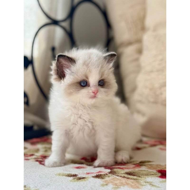 Ragdoll Miller