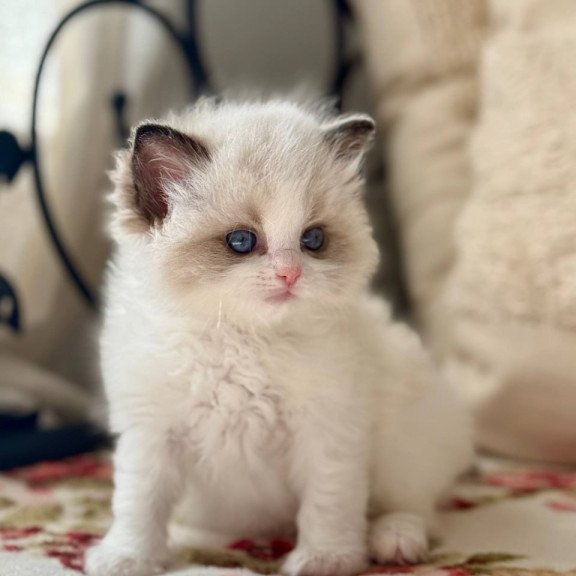 Ragdoll Miller