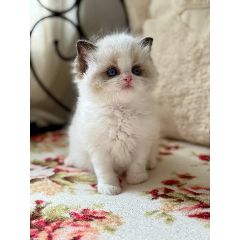 Ragdoll Miller