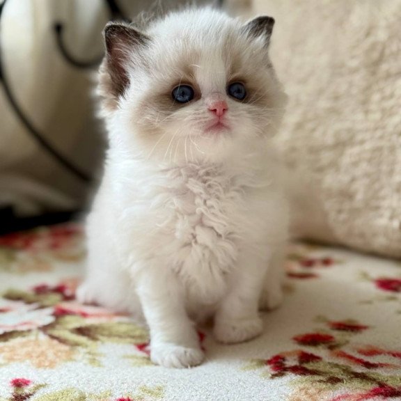 Ragdoll Miller
