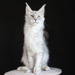 Maine Coon AP Glamour