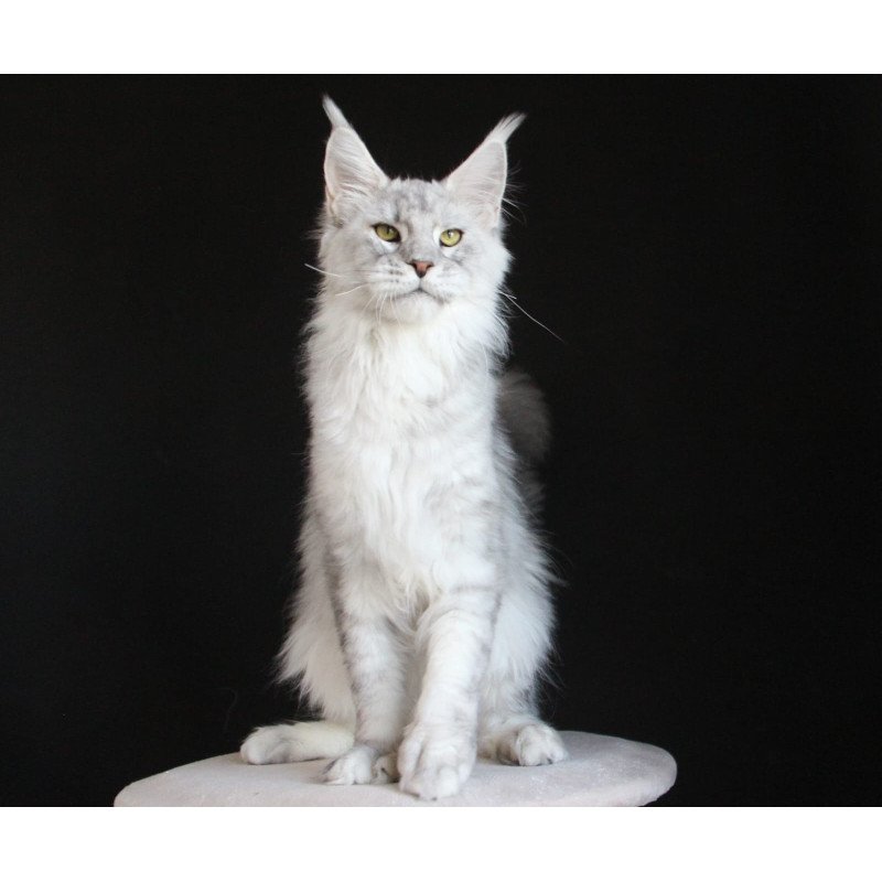 Maine Coon AP Glamour