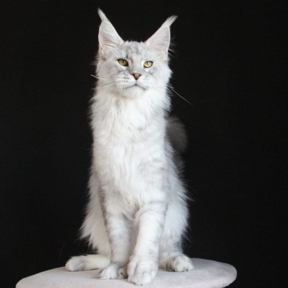Maine Coon AP Glamour