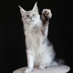 Maine Coon AP Glamour