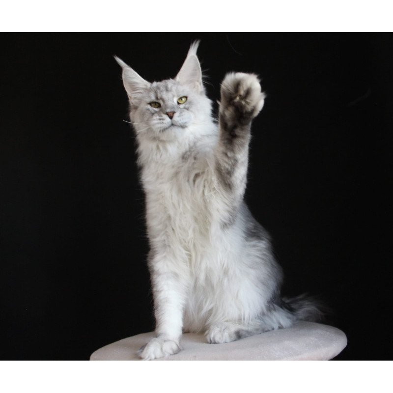 Maine Coon AP Glamour