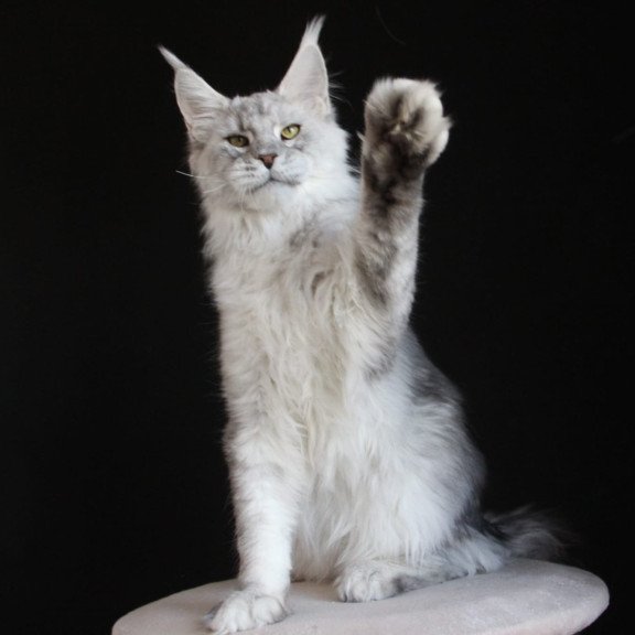 Maine Coon AP Glamour