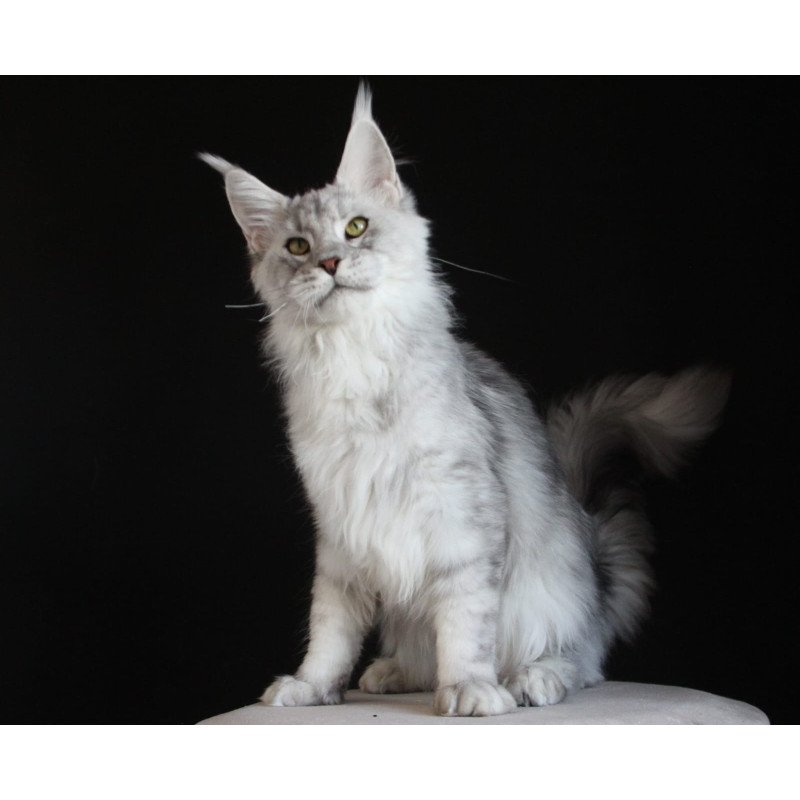 Maine Coon AP Glamour