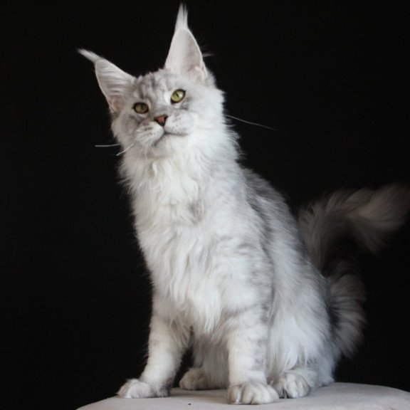 Maine Coon AP Glamour