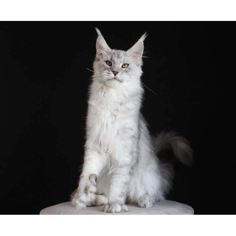 Maine Coon AP Glamour