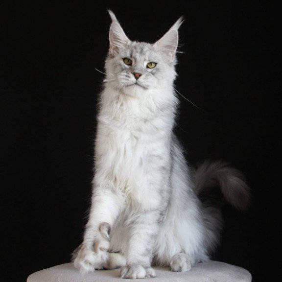 Maine Coon AP Glamour