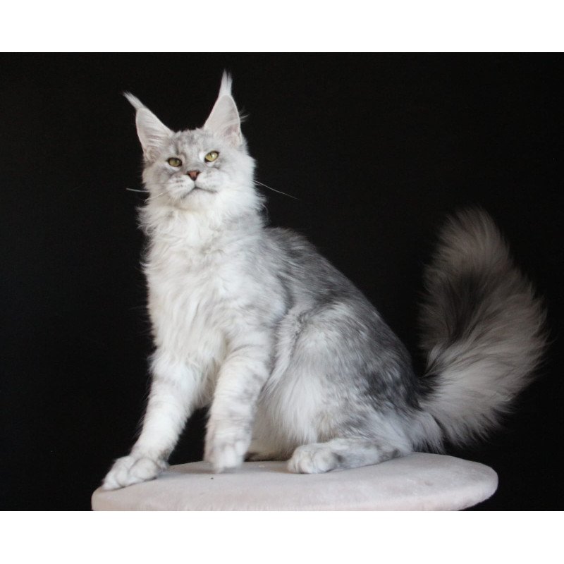 Maine Coon AP Glamour